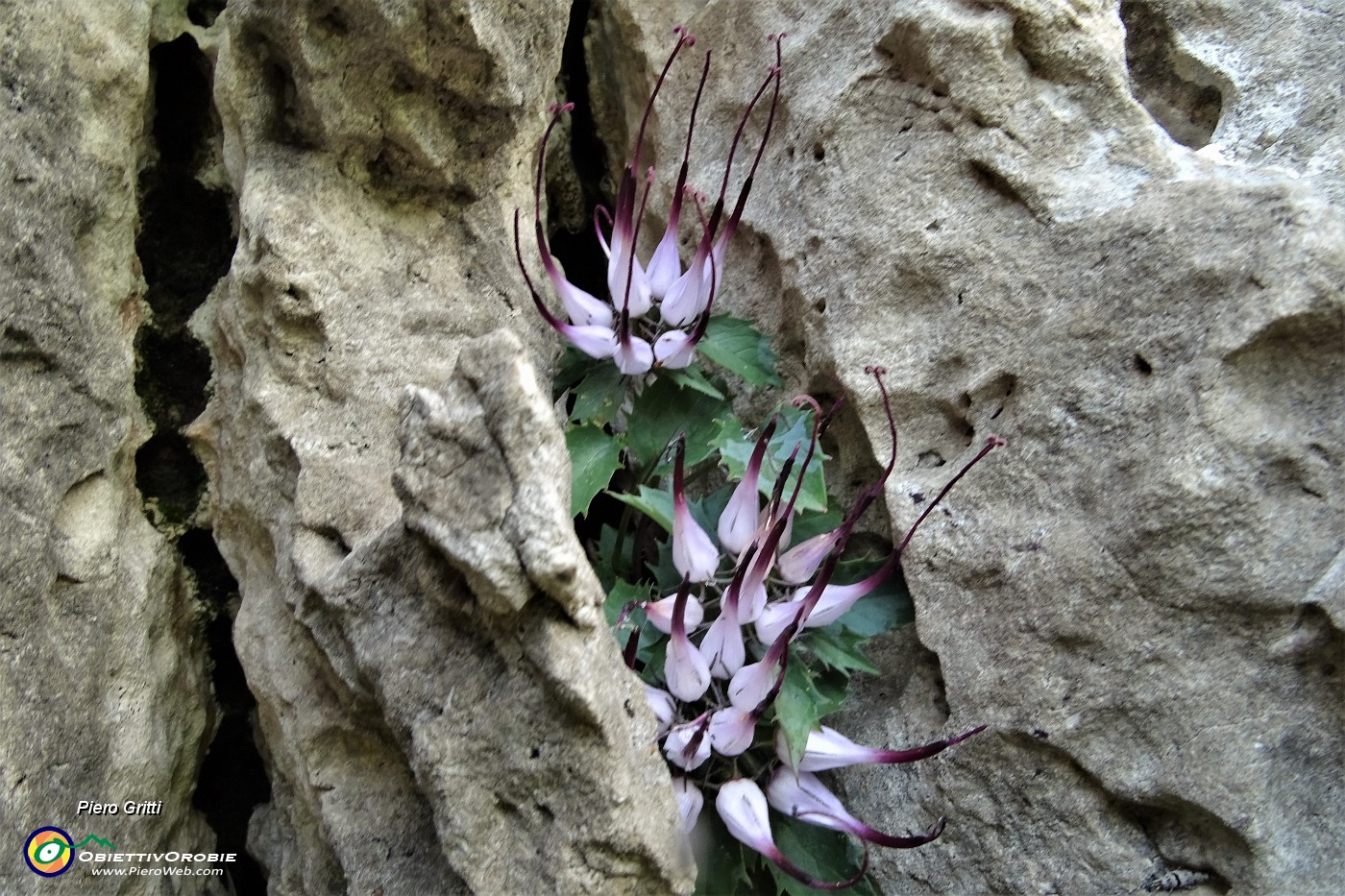 65 Raponzolo di roccia (Physoplexis comosa) in Filaressa... scoperto da Ettorina.JPG